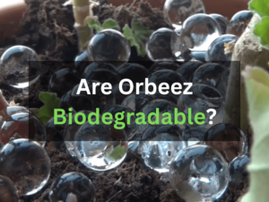 Are Orbeez Biodegradable and dispose itself