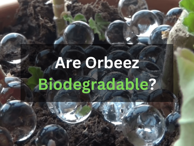 Are Orbeez Biodegradable? | Environmentally Friendly OR Not [2023]