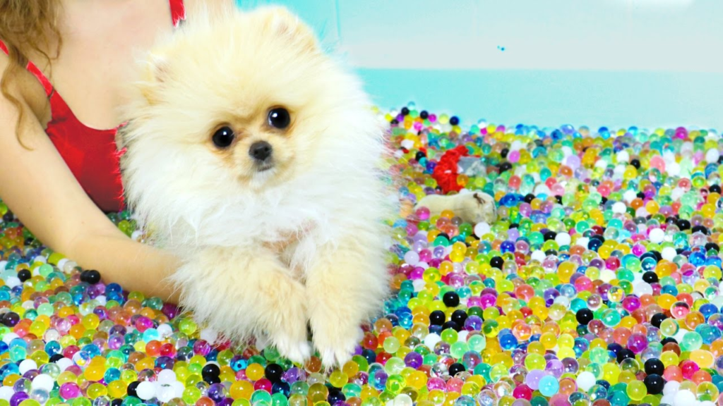 What Occurs When a Dog Ingests Gel Orbeez?